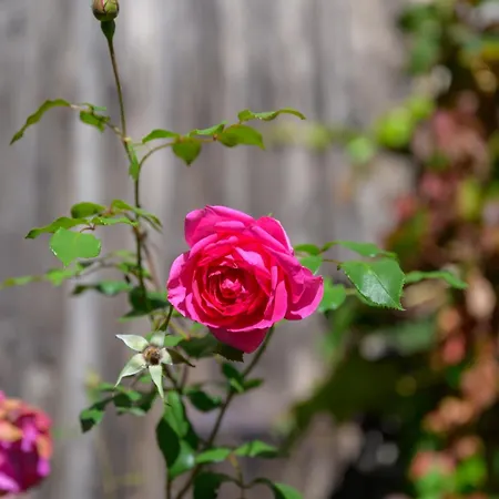 Maisange - 2 - Avec Piscine Сasa de vacaciones *